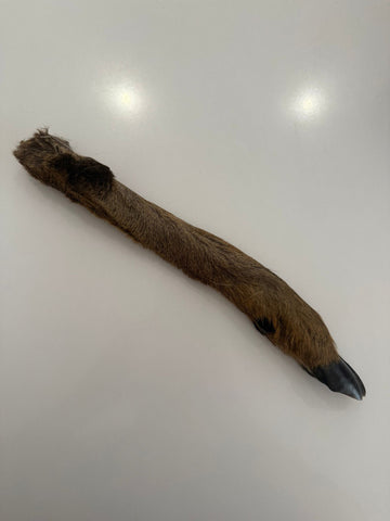 Roe Deer Legs - Single