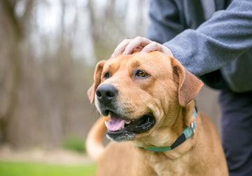 Dog getting patted on the head