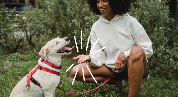 Owner giving a dog treat
