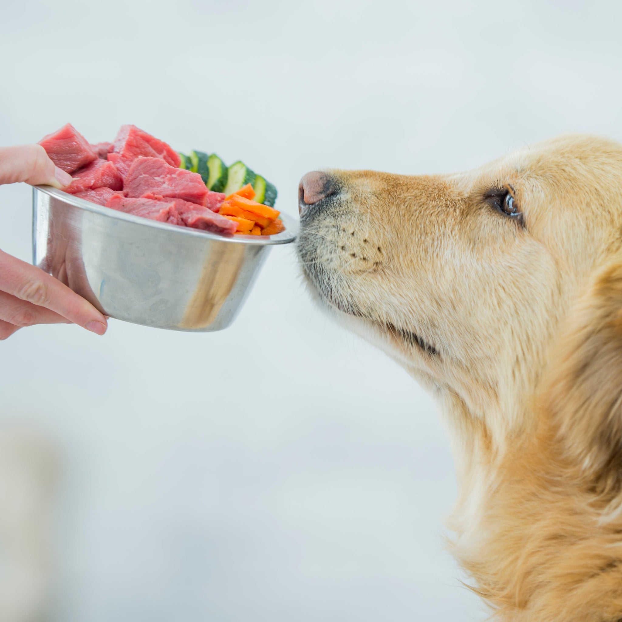 The Convenience of Frozen Raw Dog Food Home Delivery