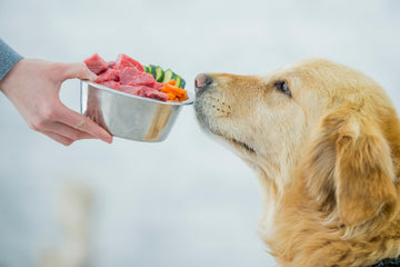 The Convenience of Frozen Raw Dog Food Home Delivery