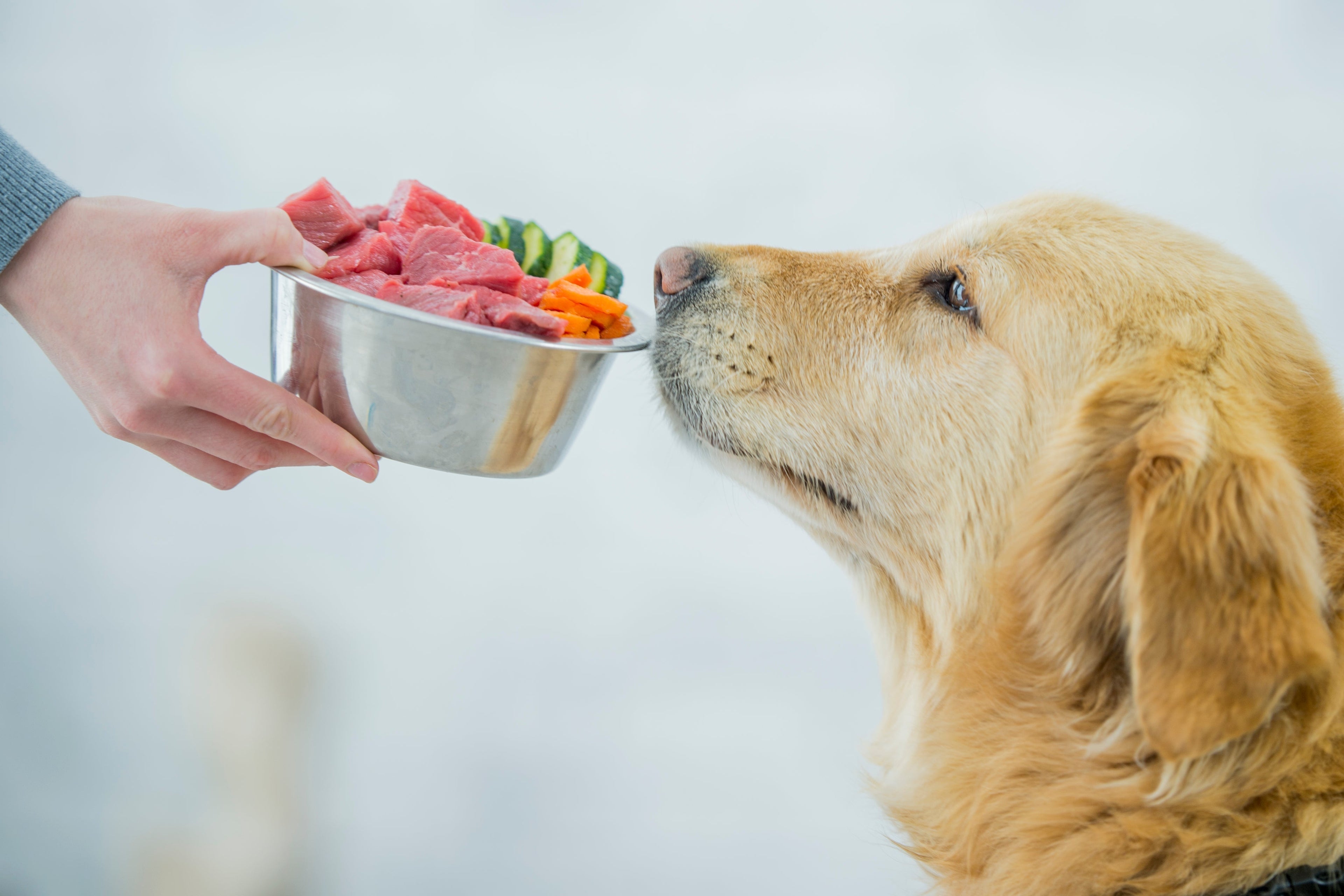 Raw Dog Food Delivered to Your Door: How It Works and Why It Helps