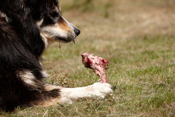 Raw Feeding Safety: Tips for Handling and Storing Raw Dog Food