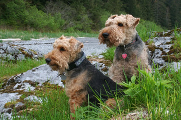 Two Dogs Sitting on Grass