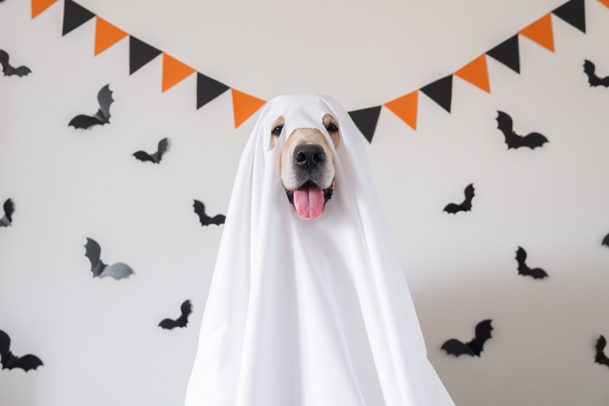 The Horrors of Halloween: How to Keep Your Pet Safe from Dangerous Treats