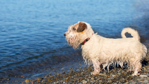 Why Choose Raw Dog Food? The Benefits for Your Dog’s Health