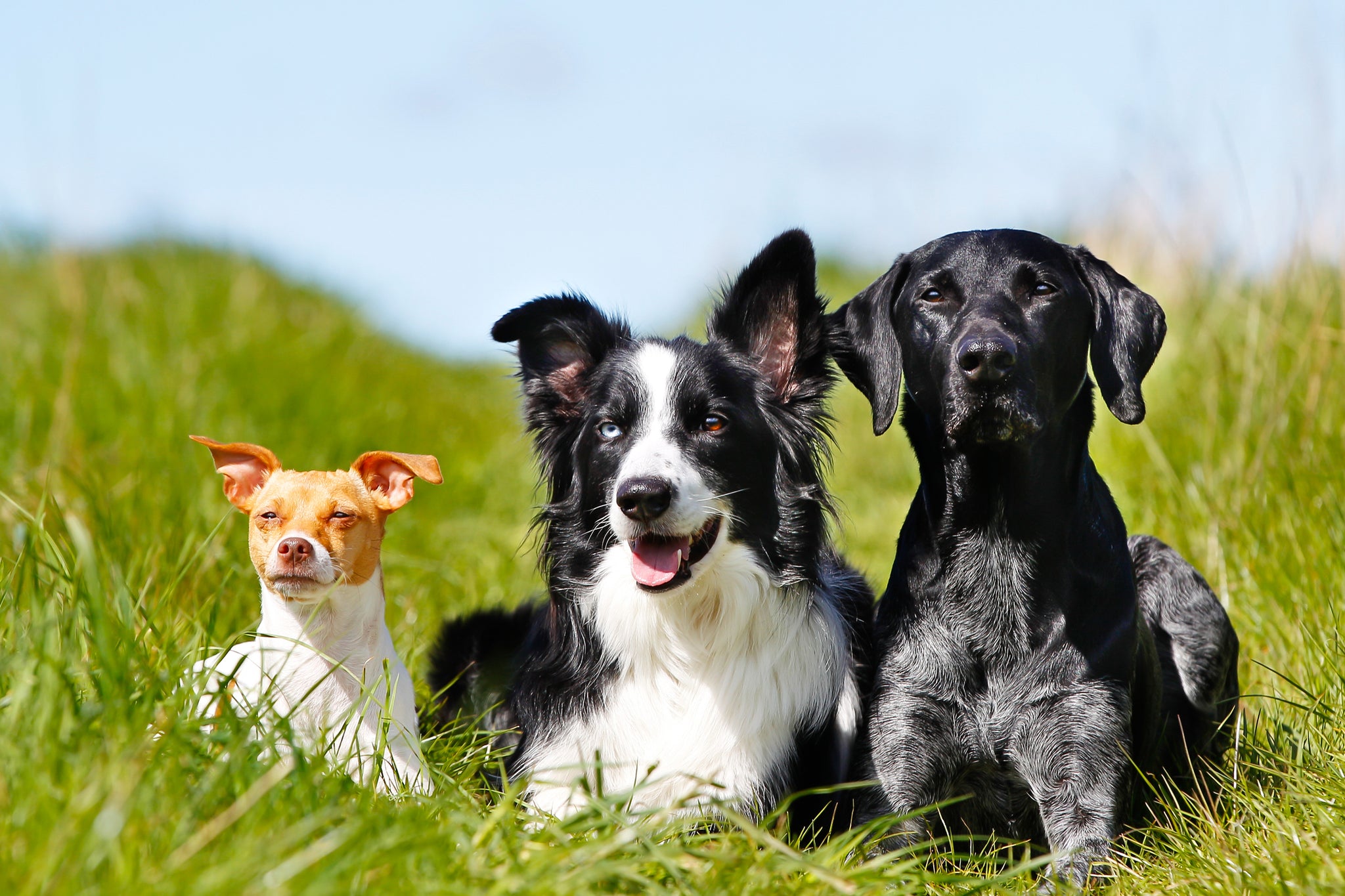 Understanding the Nutritional Needs of Different Dog Breeds