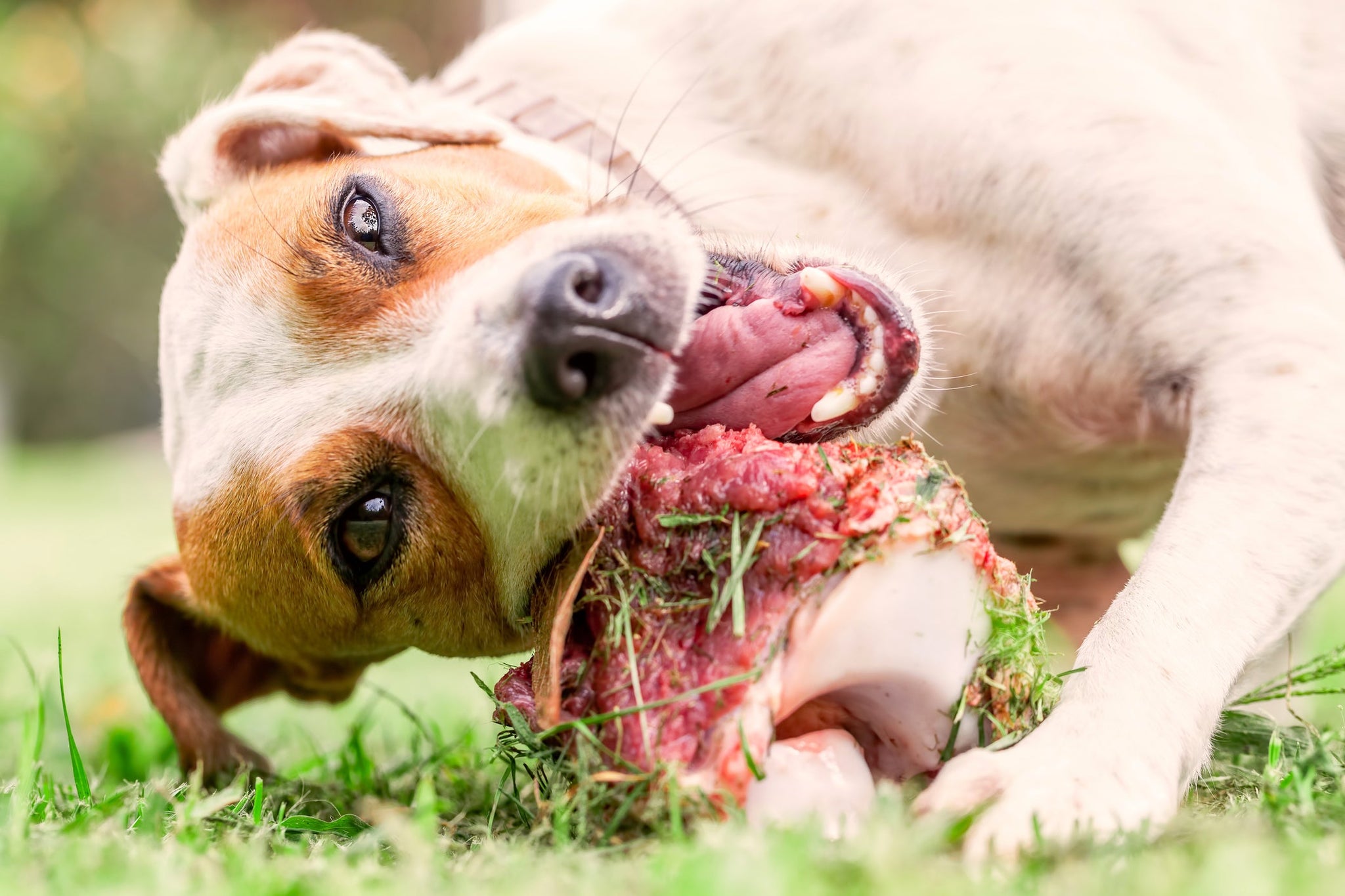 Raw Feeding vs Kibble: Which is Better for Your Dog?