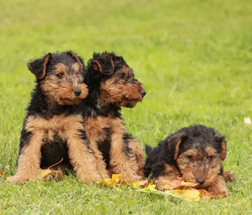 The Ultimate Guide to Raw Feeding Ratios for Puppies and Dogs