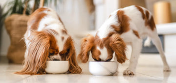 Blenheim Cavalier King Charles Spaniels Eating Dog Food