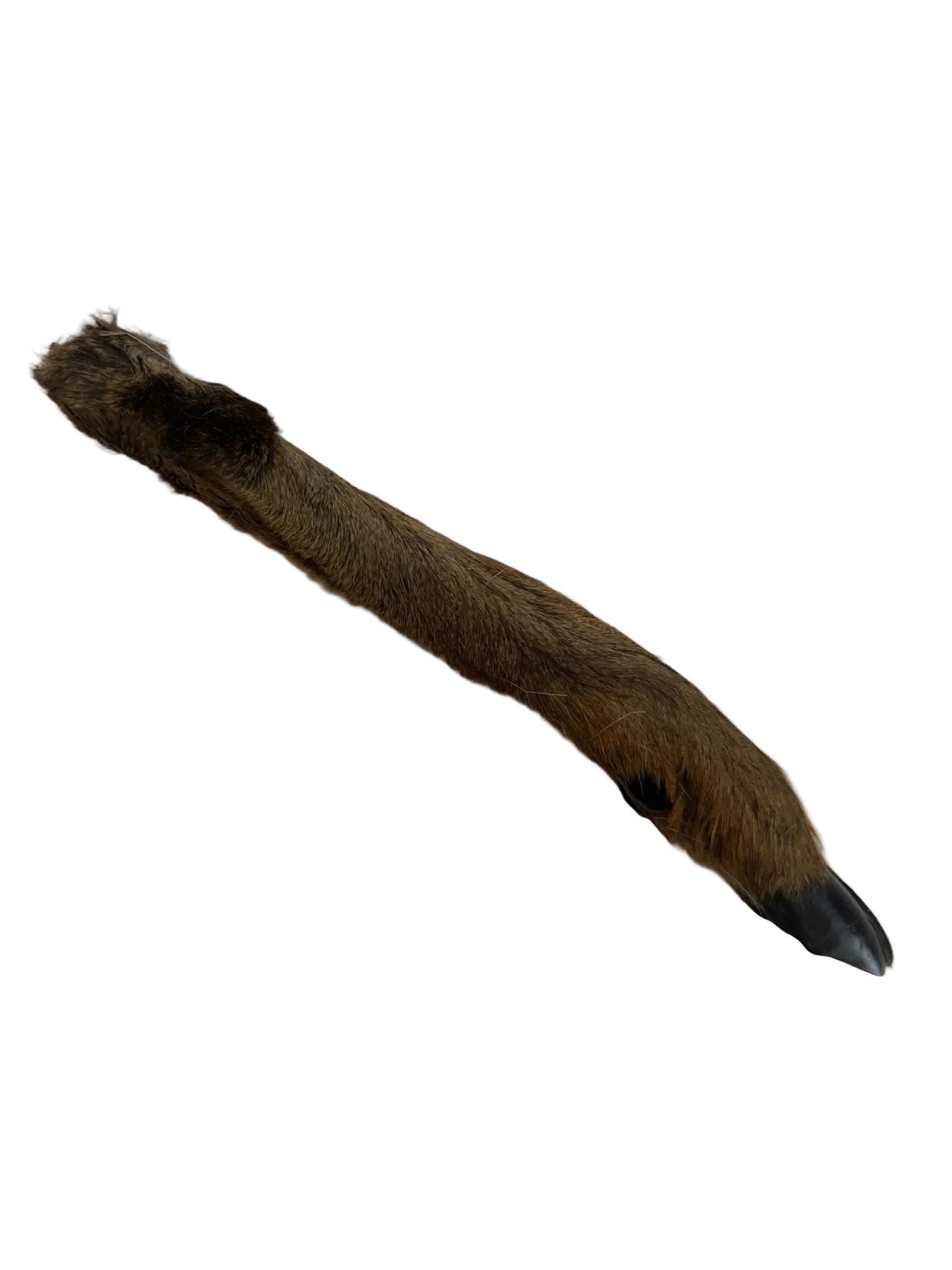 Roe Deer Leg Single