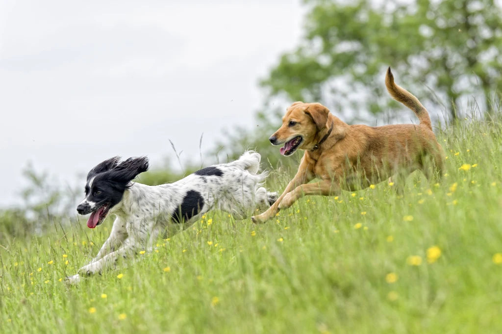 Two dogs running through a field